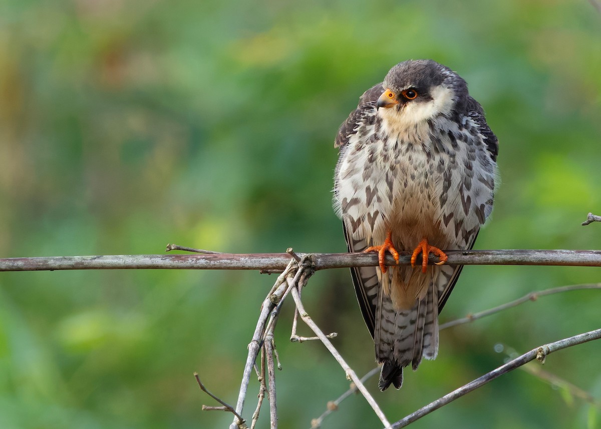 Amur Falcon - ML646342748