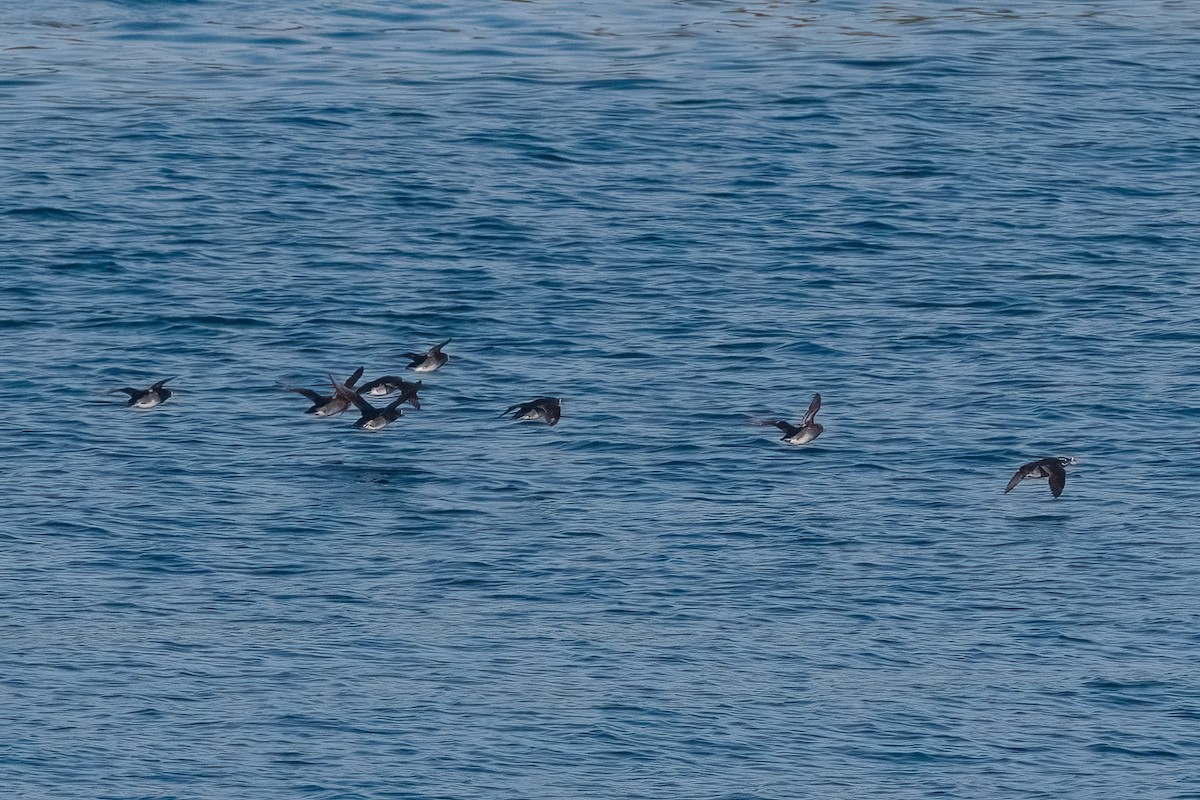 Rhinoceros Auklet - ML646342750