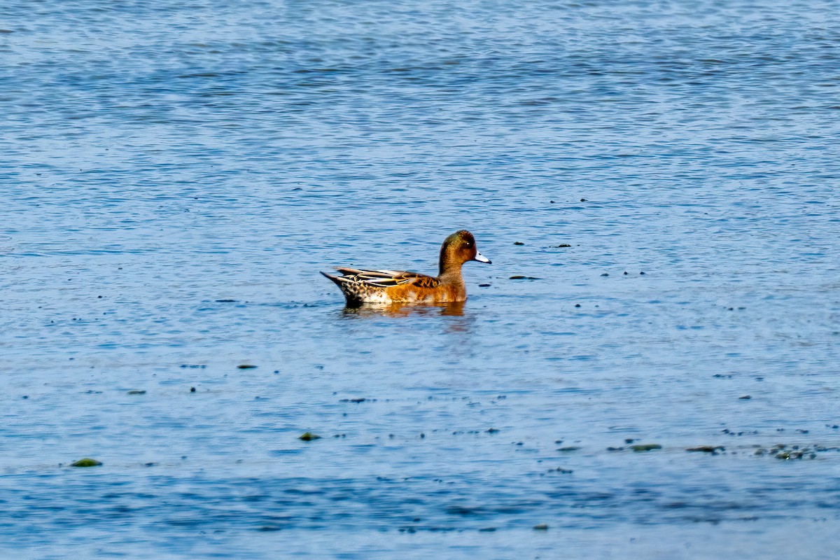 hvízdák eurasijský - ML646342756