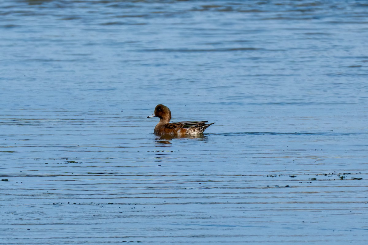 Свиязь - ML646342757