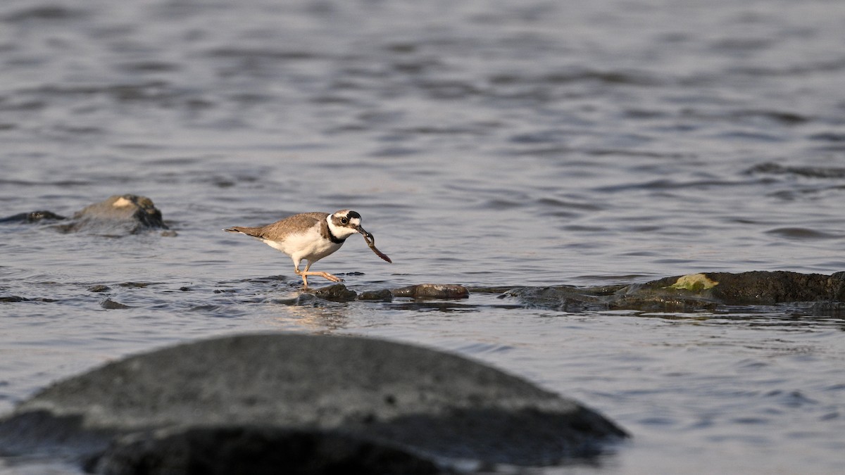 Уссурийский зуёк - ML646342758