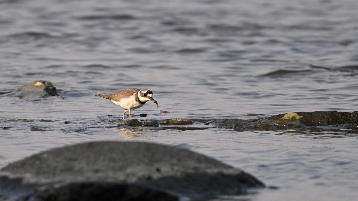 langnebblo - ML646342759