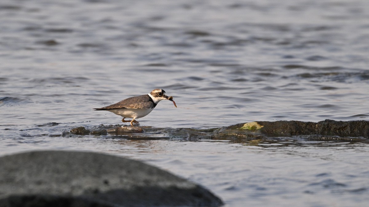 langnebblo - ML646342760