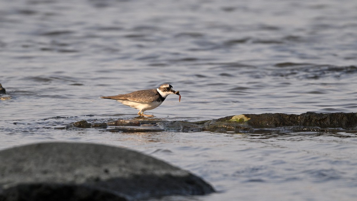 langnebblo - ML646342761