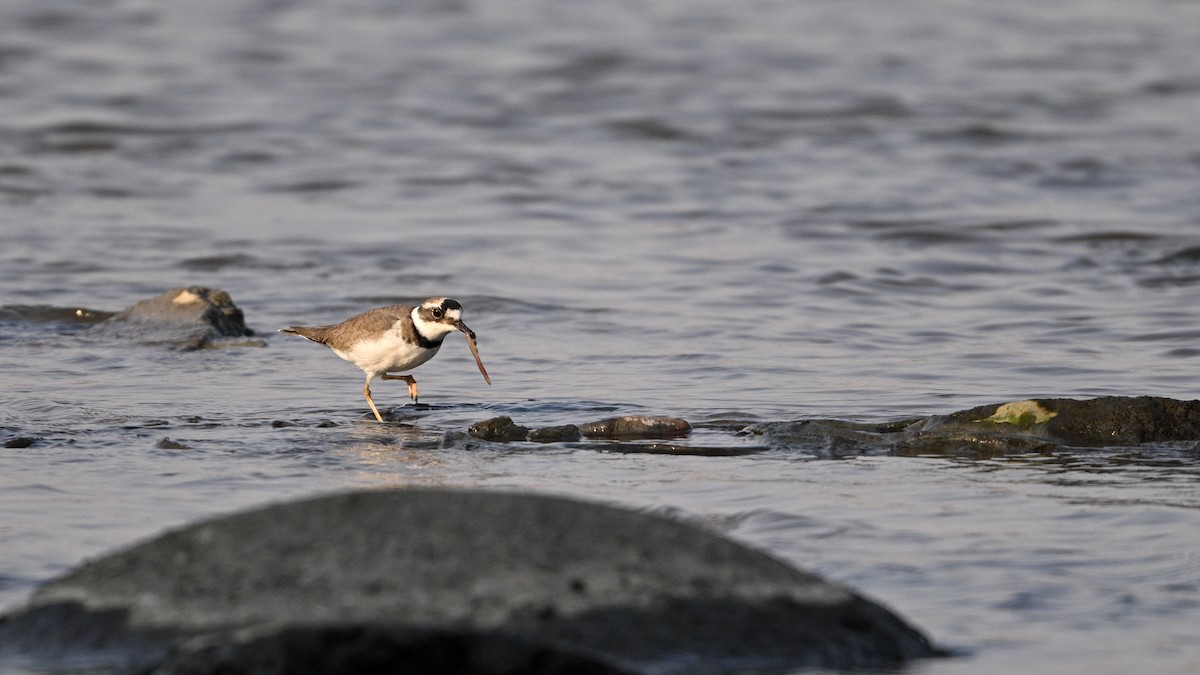 langnebblo - ML646342762