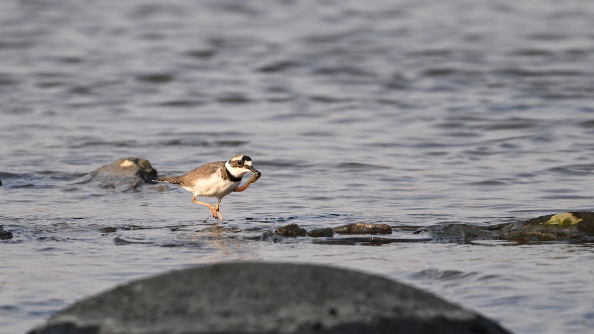 langnebblo - ML646342763