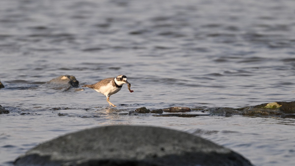 langnebblo - ML646342764