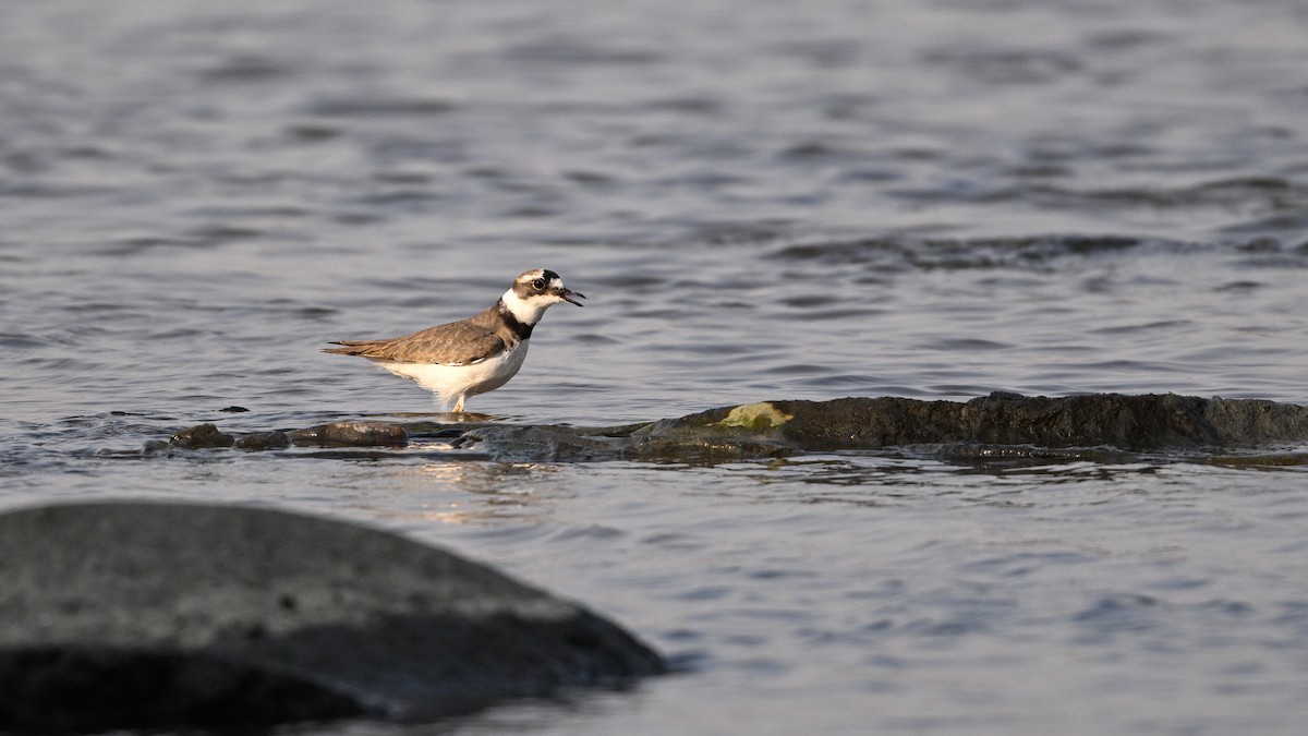 langnebblo - ML646342765