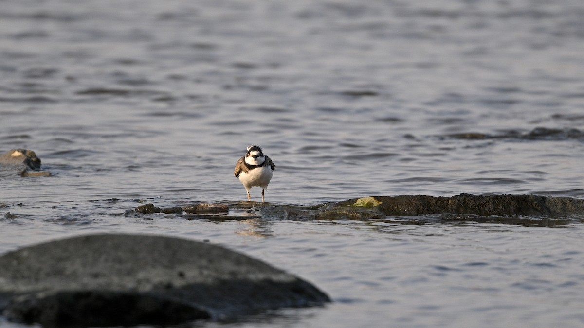 langnebblo - ML646342766