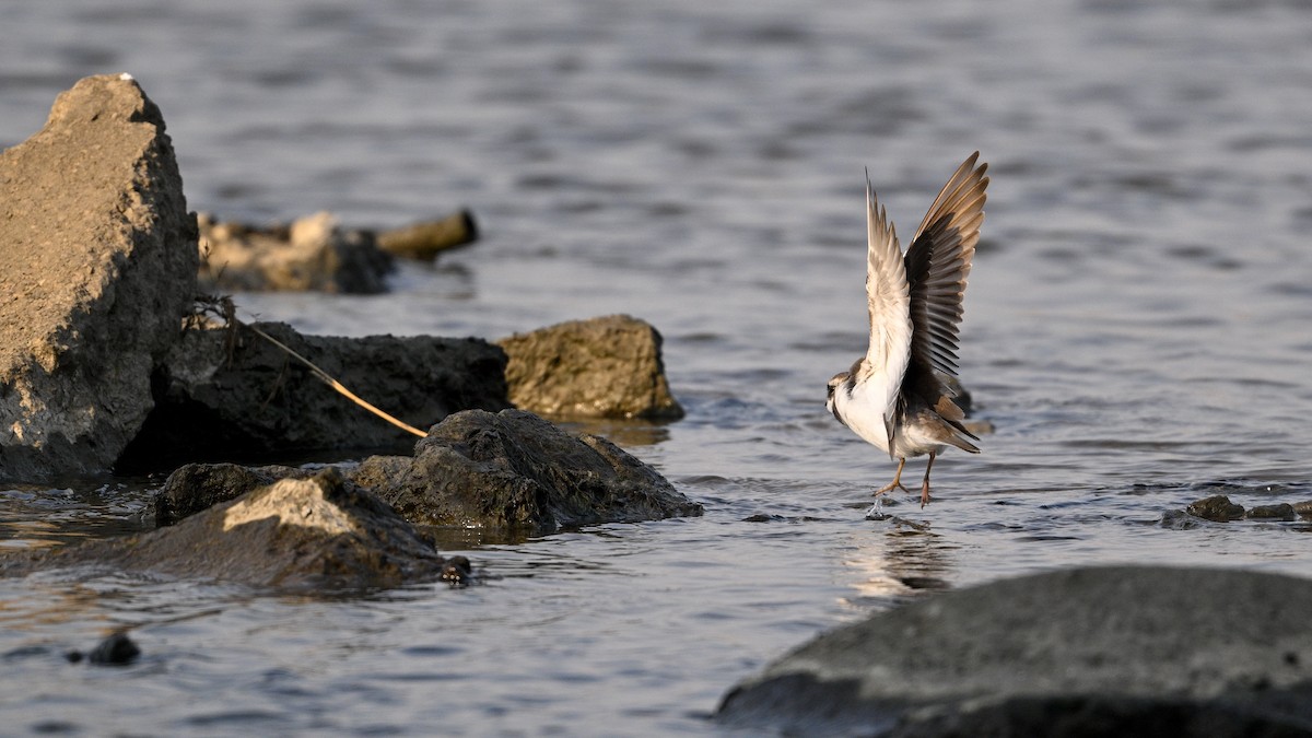 langnebblo - ML646342767