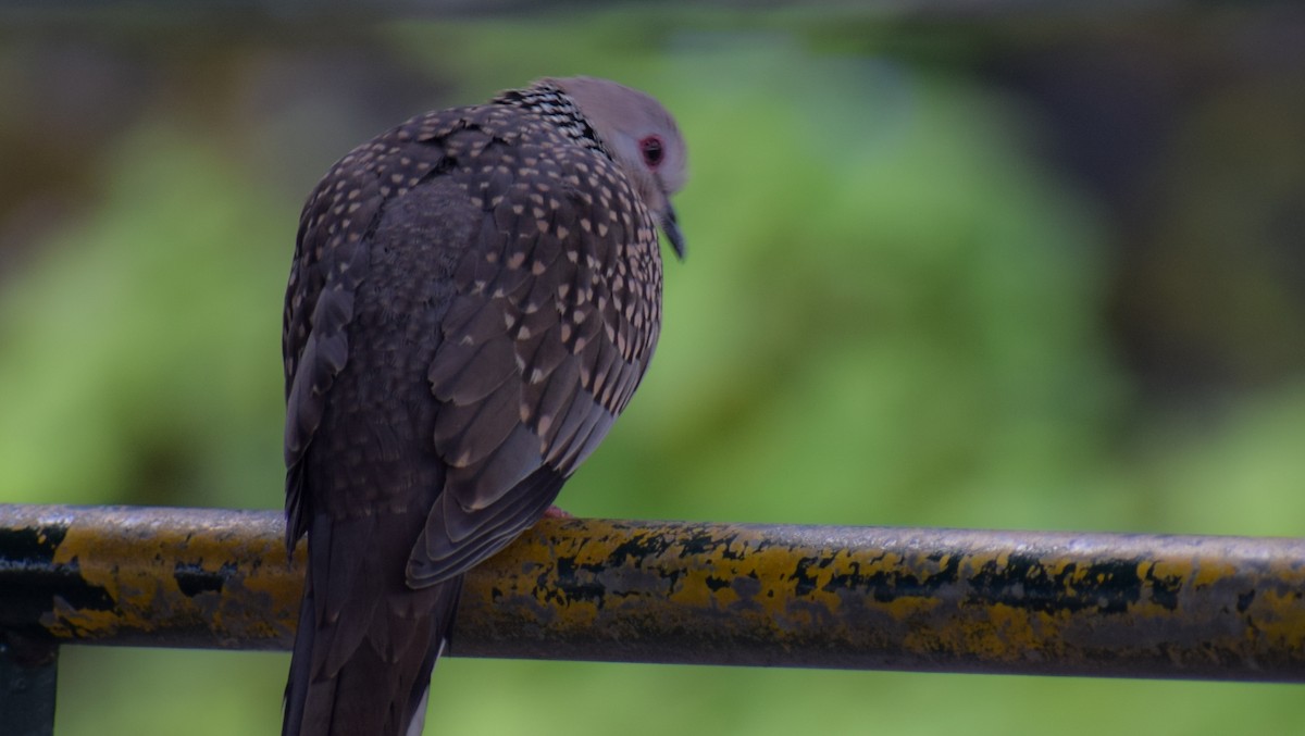 perlekragedue - ML646342768