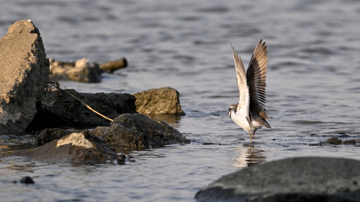 langnebblo - ML646342769