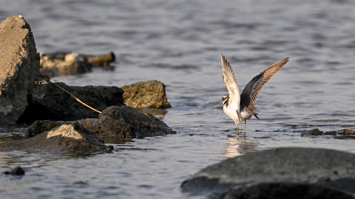 langnebblo - ML646342770