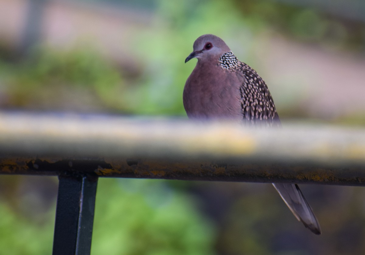 perlekragedue - ML646342771