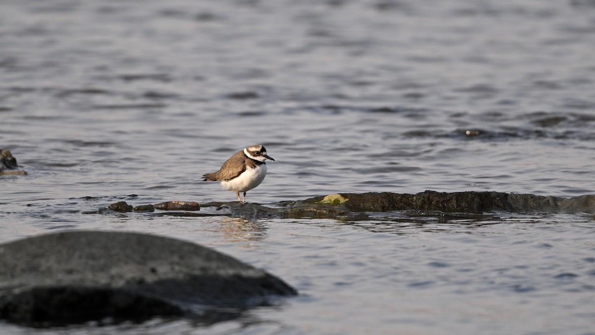 langnebblo - ML646342772