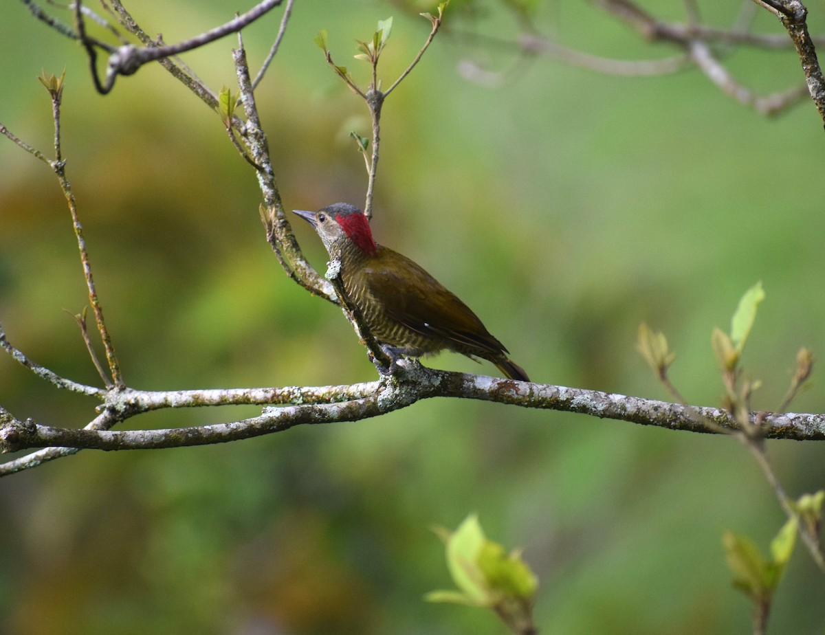 olivenspett - ML646342773