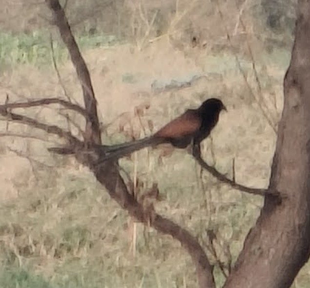 storsporegjøk - ML646342774