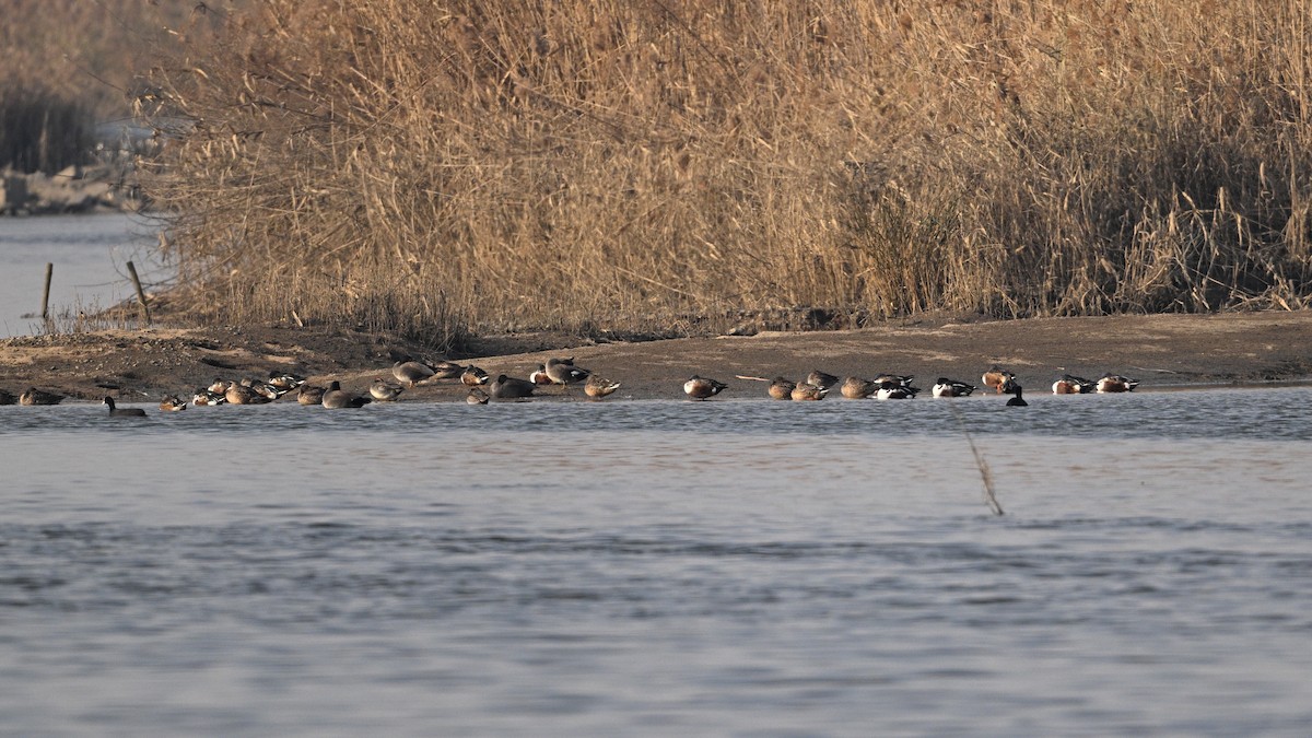 skjeand - ML646342777