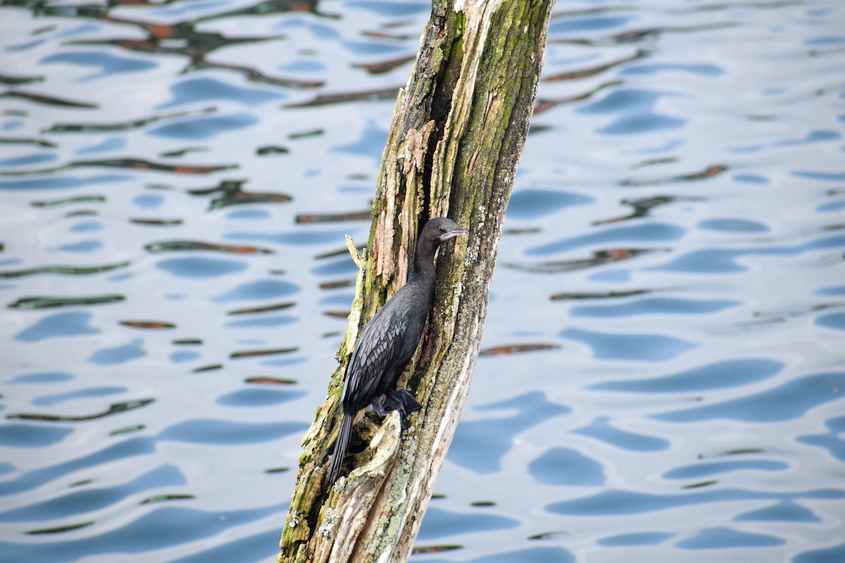 orientdvergskarv - ML646342778