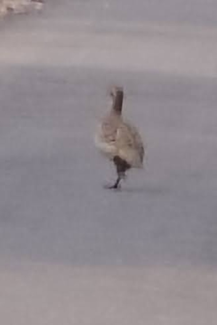 gråfrankolin - ML646342780