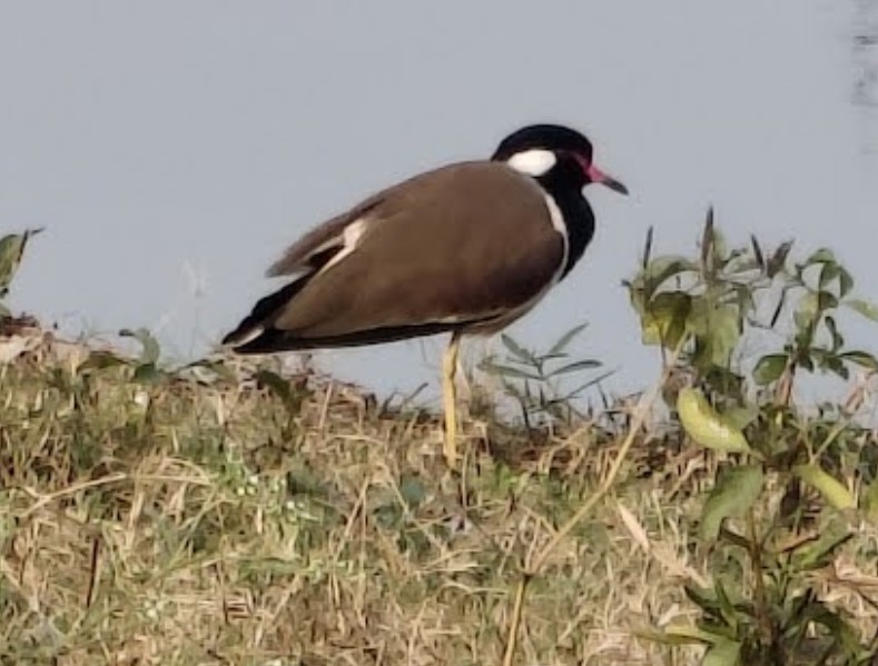 brillevipe - ML646342782