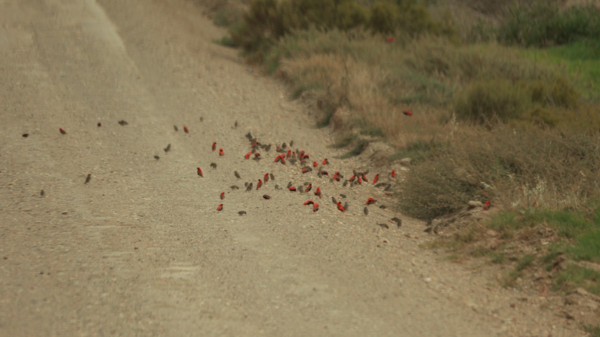 rødbisp - ML646342783