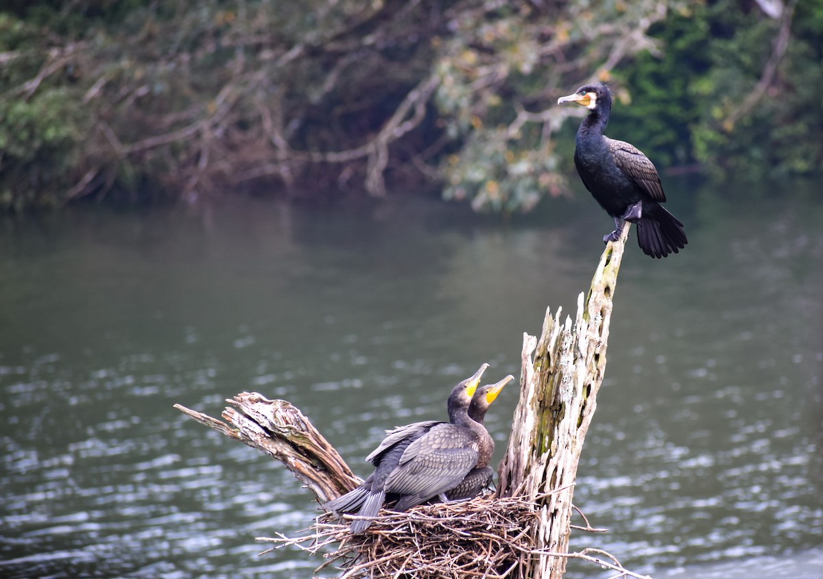 Great Cormorant - ML646342785
