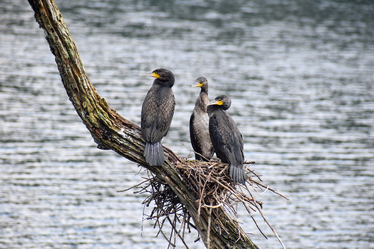 Great Cormorant - ML646342786