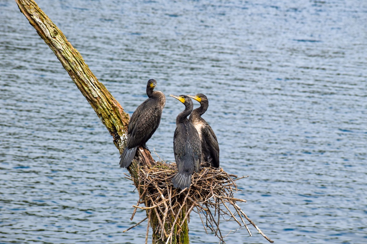Great Cormorant - ML646342787