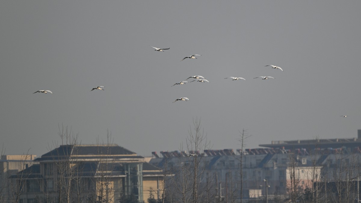 skjestork - ML646342788