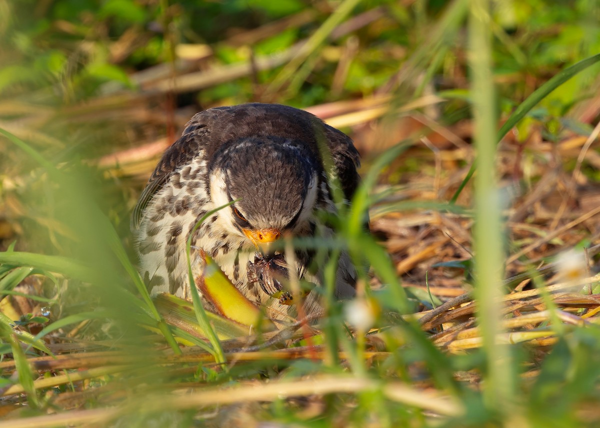 amurfalk - ML646342789