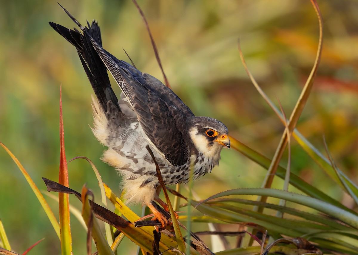 amurfalk - ML646342790