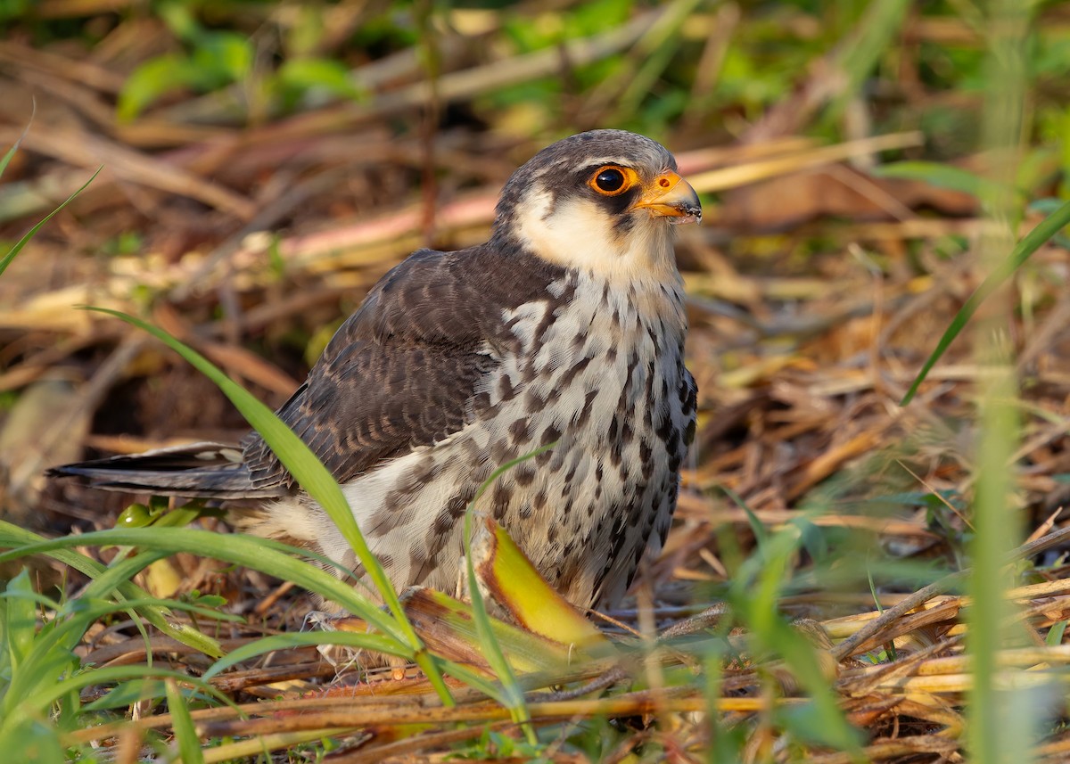 amurfalk - ML646342791