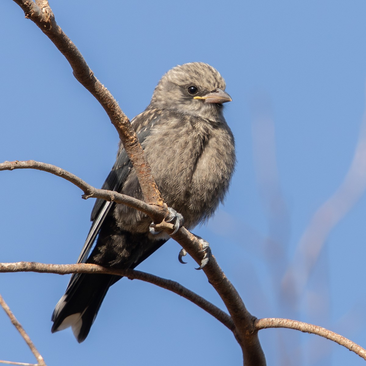 sotsvalestær - ML646342792