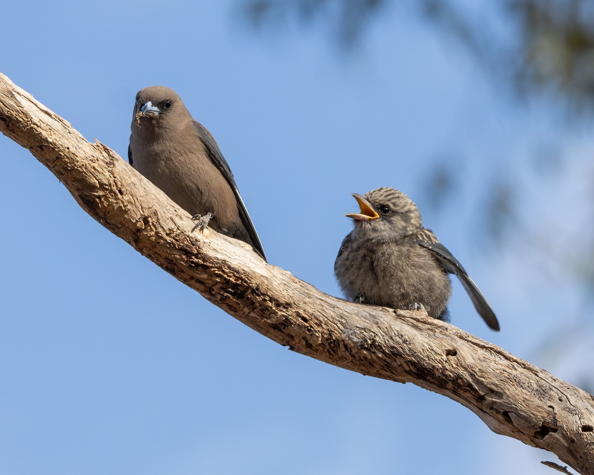 sotsvalestær - ML646342793