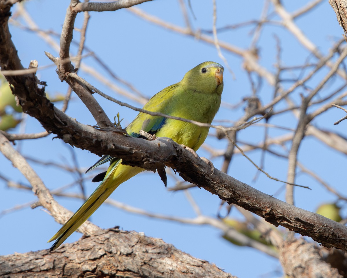 Elegant Parrot - ML646342798
