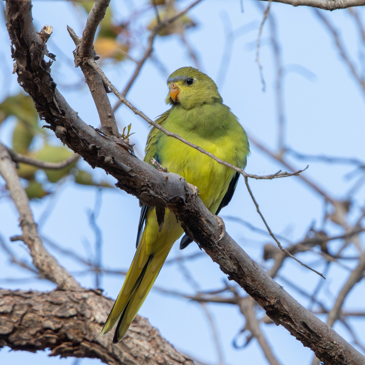 Elegant Parrot - ML646342799