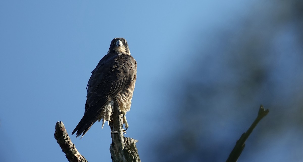 Peregrine Falcon - ML646342800