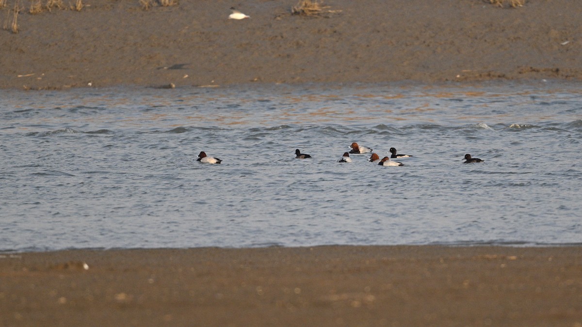 Common Pochard - ML646342801