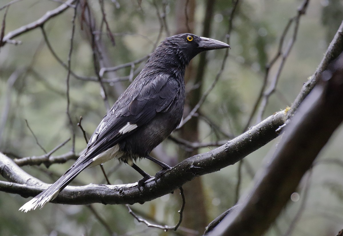 flétňák stračí - ML646342802