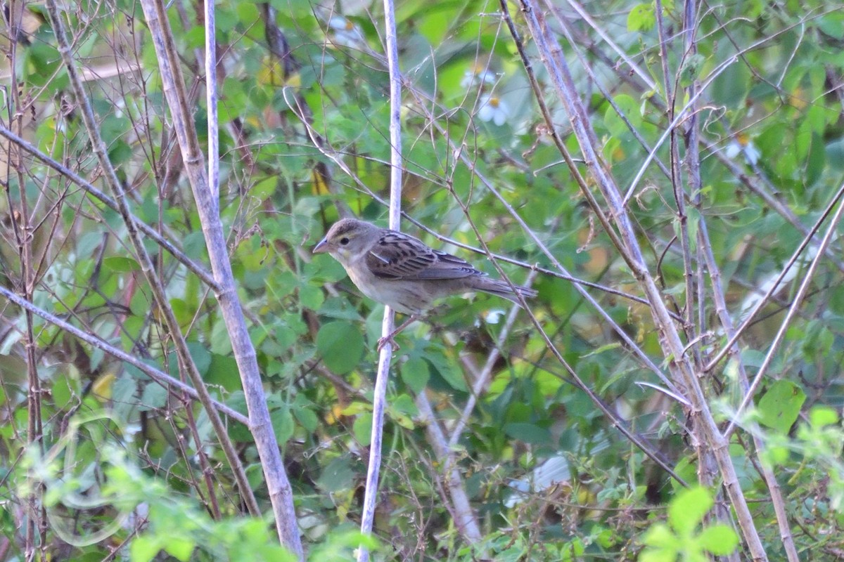 Dickcissel - ML646342803