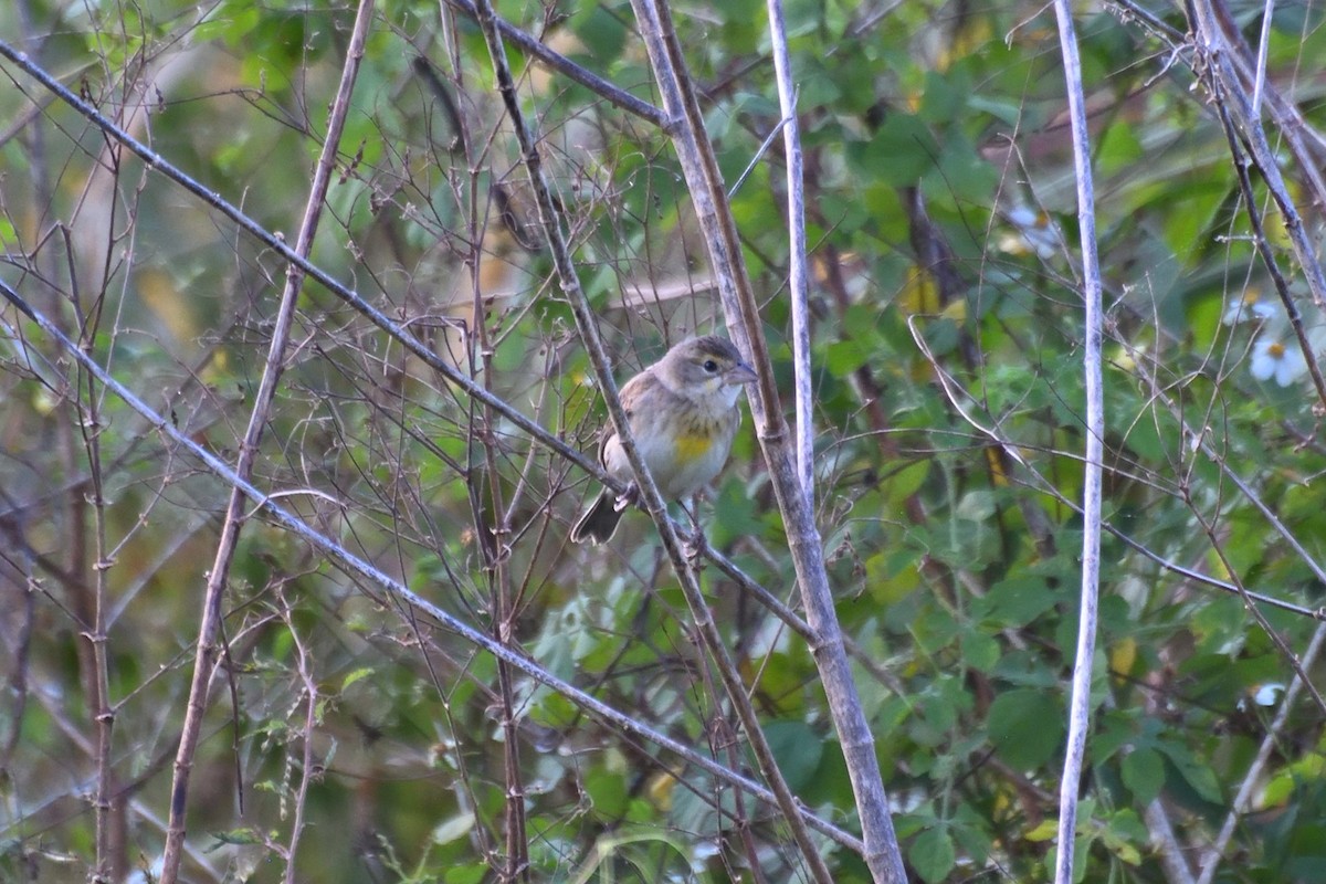 Dickcissel - ML646342804
