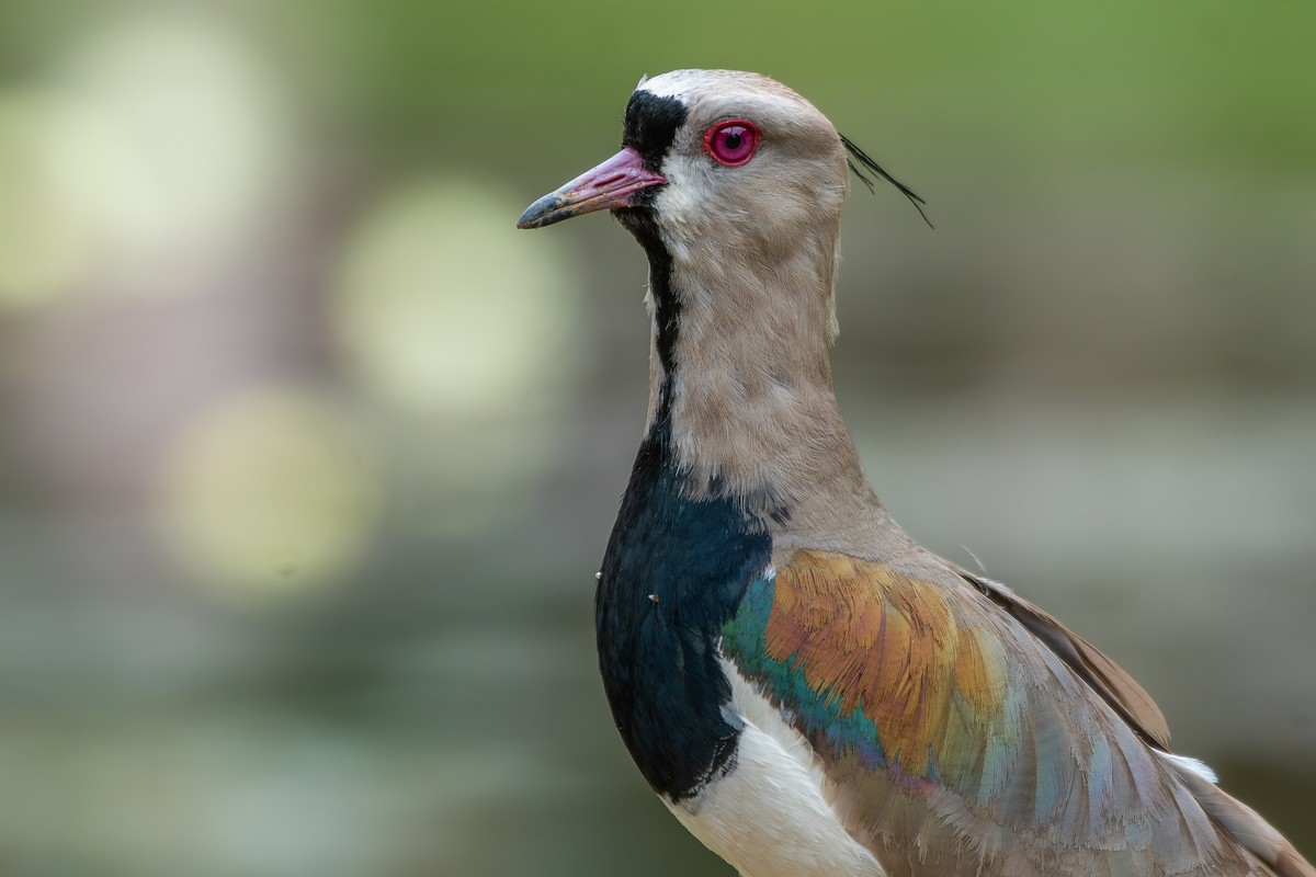 Southern Lapwing (lampronotus) - ML646342805