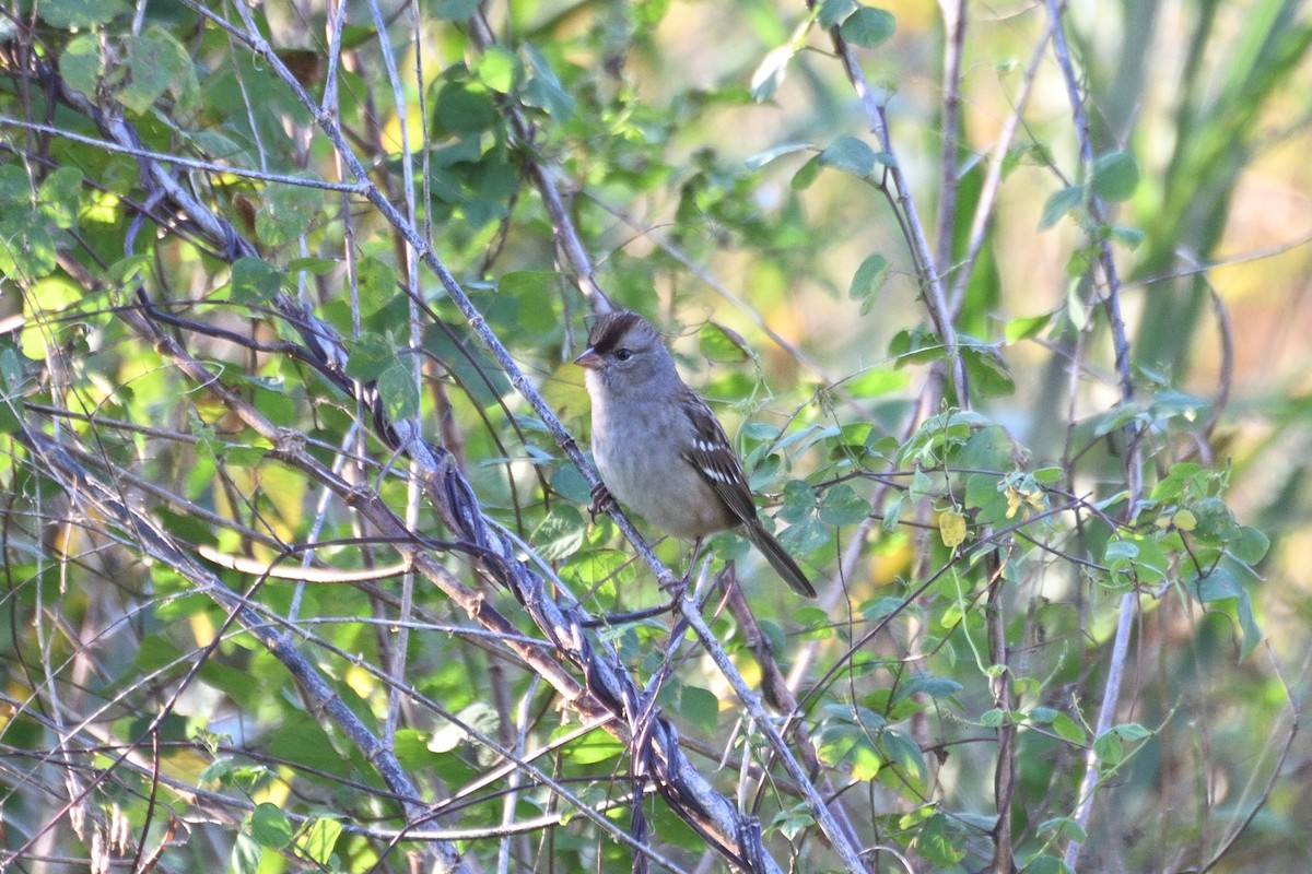 Белобровая овсянка - ML646342806