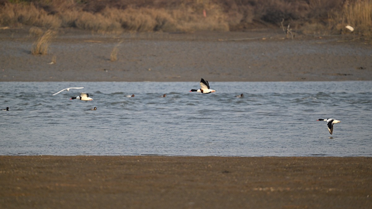 Common Shelduck - ML646342808