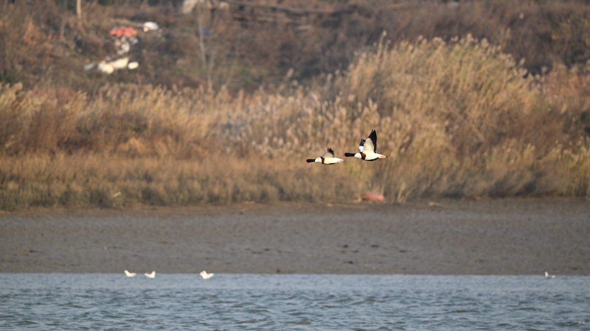 Common Shelduck - ML646342809