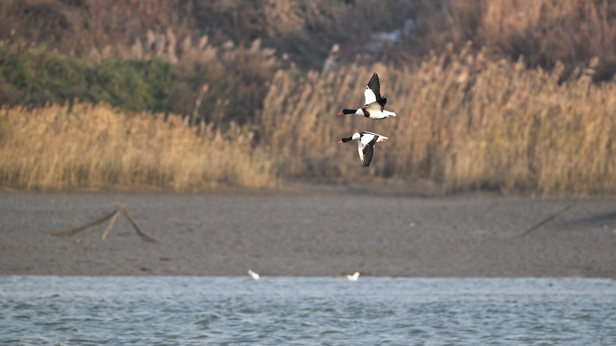 Common Shelduck - ML646342810