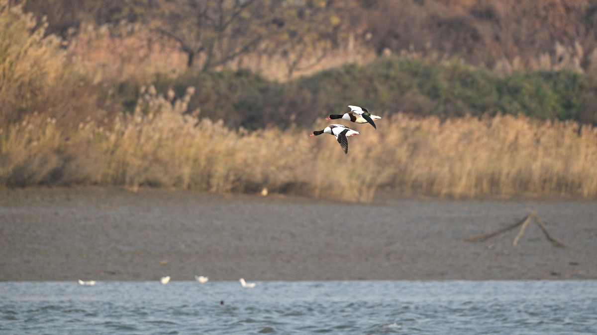 Common Shelduck - ML646342811