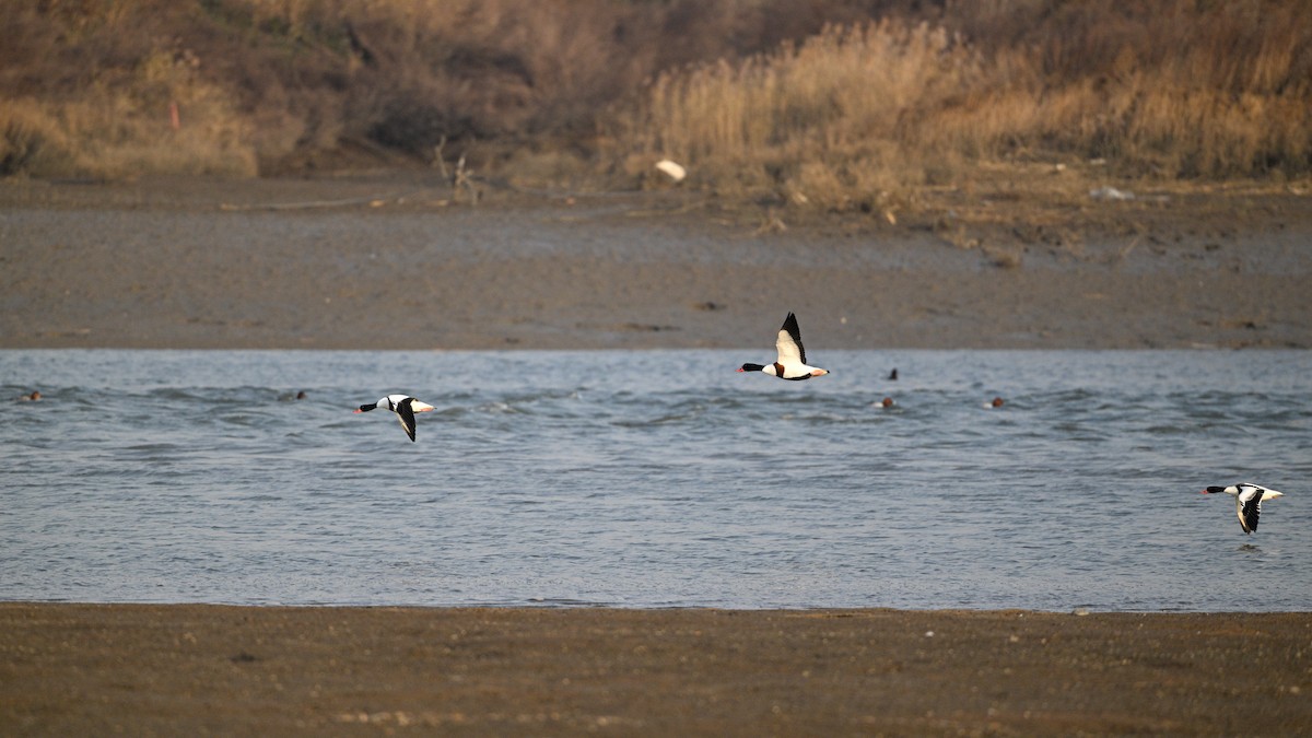 Common Shelduck - ML646342812