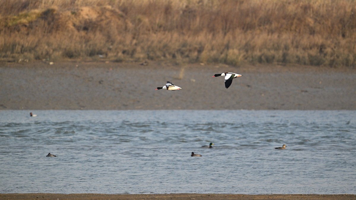 Common Shelduck - ML646342813
